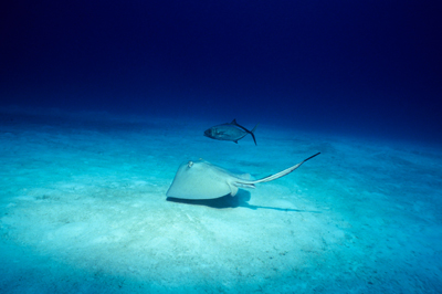 stingray